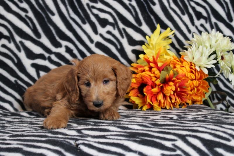 puppy, for, sale, Mini Goldendoodle F2B, Matthew B. Stoltzfus, dog, breeder, Gap, PA, dog-breeder, puppy-for-sale, forsale, nearby, find, puppyfind, locator, puppylocator, aca
